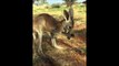 Ce bébé kangourou suit sa maman d'adoption partout! Adorable