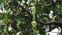 Strange Thailand tree grows fruit in the shape of a woman