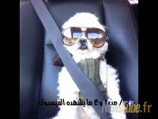 ce chien aime trop aisha aisha