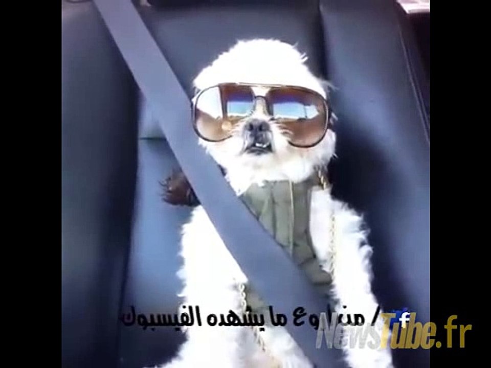 ce chien aime trop aisha aisha