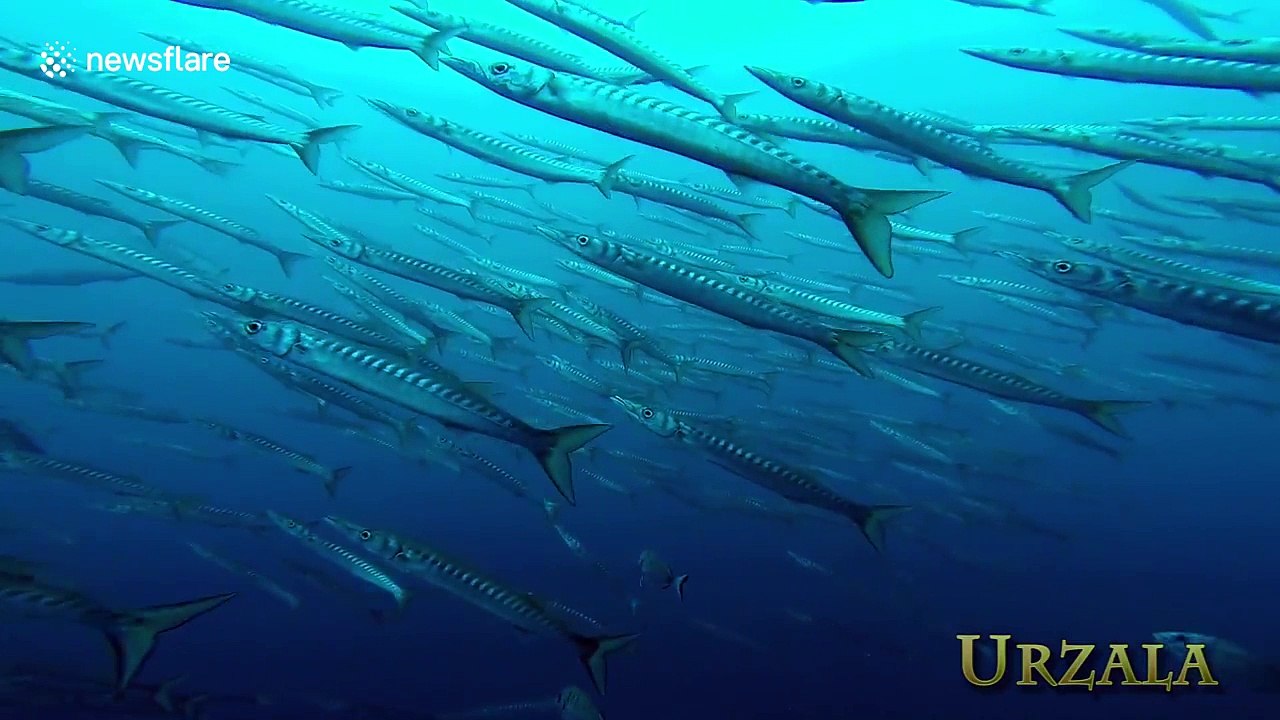 Huge school of barracudas gathers off the coast of Spain