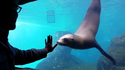 Voici l'otarie la plus docile du zoo de St Louis
