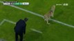 Un chien et un chat s'incruste sur le terrain pendant un match de foot au Mexique