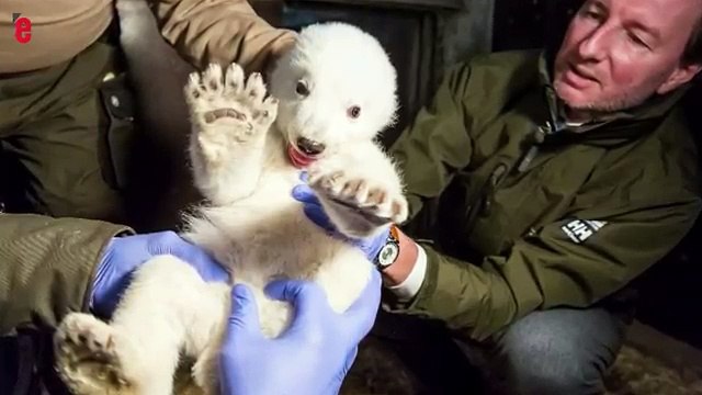 Un nouveau petit ours polaire au zoo de Berlin !