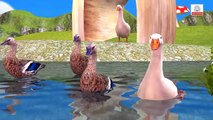 Five Little Ducks Nursery Rhymes | Cartoon Animation Rhymes & Songs for Children