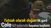 Dünyanın en yaşlı gorili 60 yaşında öldü