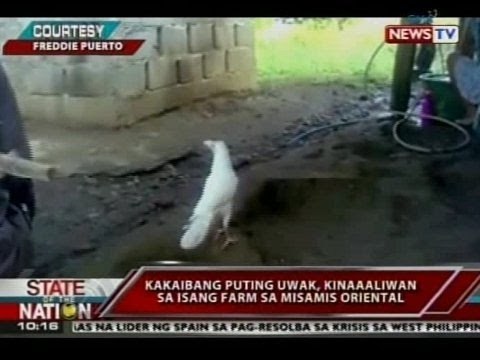 SONA: Kakaibang puting uwak, kinaaaliwan sa isang farm sa Misamis Oriental