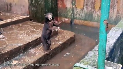 Des ours squelettiques supplient les visiteurs pour de la nourriture dans un zoo indonésien