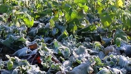 Météo : grand froid et soleil toute la semaine