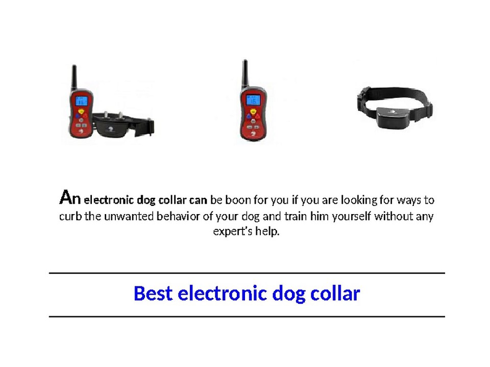 Best electronic dog collar