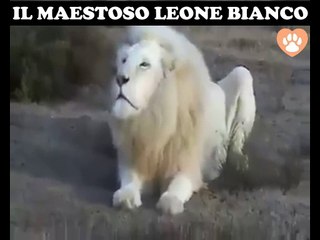 IL MAESTOSO LEONE BIANCO