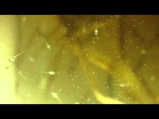 Larva/Burayak Ikan Cupang Usia 4 Hari diberikan Pakan Zoo