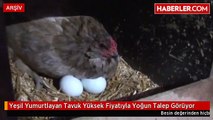 Yeşil Yumurtlayan Tavuk Yüksek Fiyatıyla Yoğun Talep Görüyor