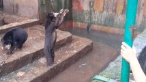 Ces images d'ours affamés en captivité ont suscité l'indignation