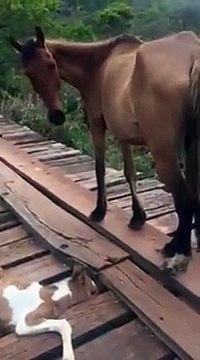 Cet homme aperçoit une jument inquiète, il s’arrête pour voir ce qui ne va pas, et fait un geste très noble