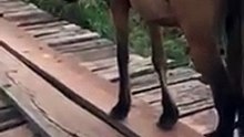 Cet homme aperçoit une jument inquiète, il s’arrête pour voir ce qui ne va pas, et fait un geste très noble