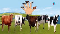 Finger Family Nursery Rhymes | Cow Cartoons Finger Family Children Rhymes