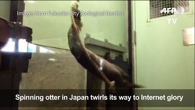 Japan's spinning otter twirls its way to internet glory