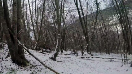 Sanglier de 120 kg tué devant les chiens