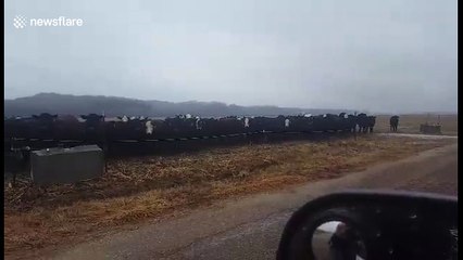 Cows get super creepy while staring at driver