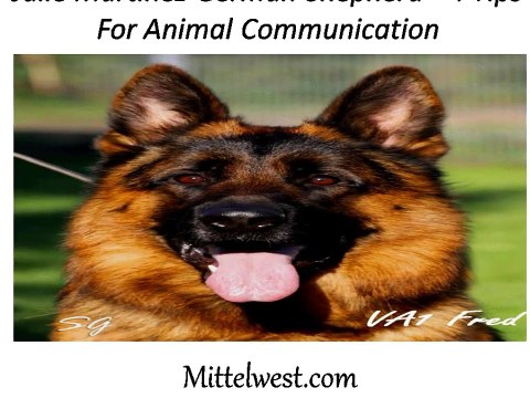 Julie Martinez German Shepherd - 4 Tips For Animal Communication