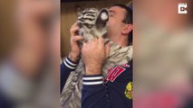 Family Keeps Tigers as Pet