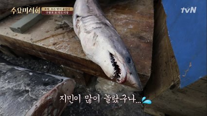 개복치, 상어, 고래 고기까지? 포항에서 즐기는 미식 여행!