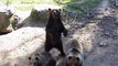 Friendly bears wave hello to park visitors