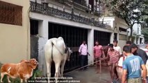 Funny Indian Cow compilation - Very Funny Desi Cow
