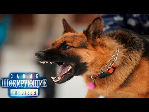 Самые шокирующие гипотезы. Пес с вами