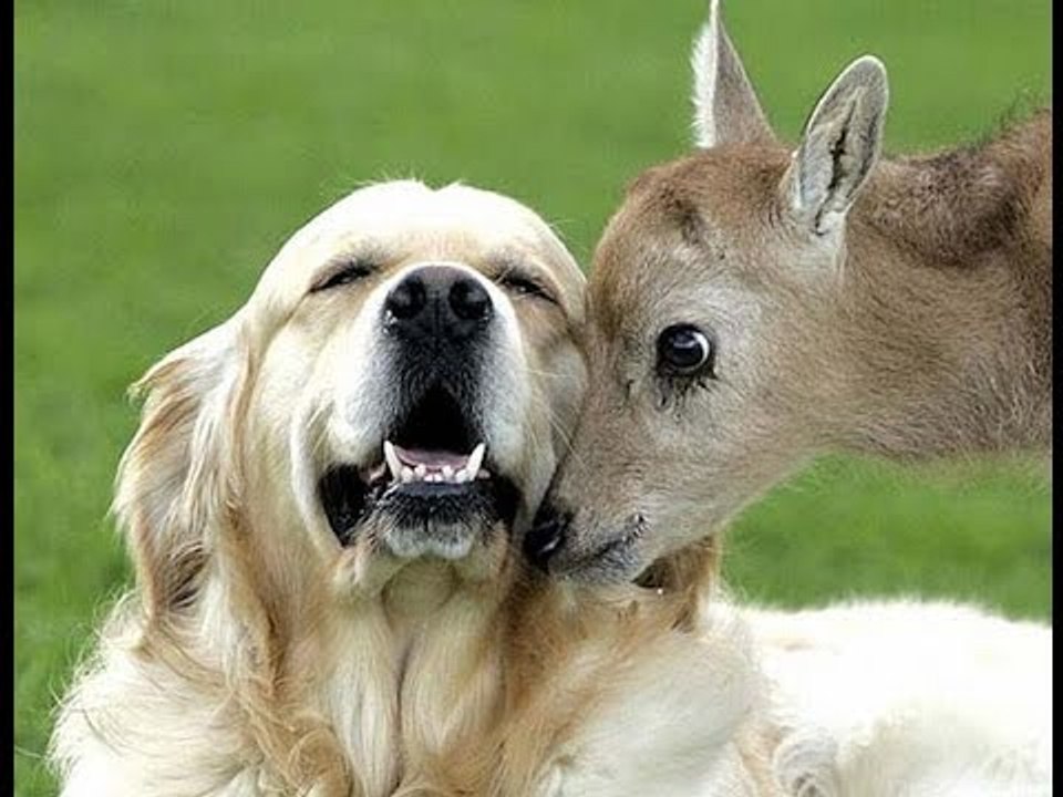 Funny animals compilation | very funny | new 2017