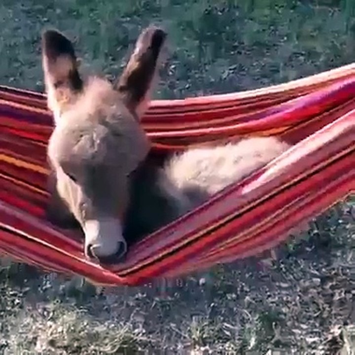 Lovely Donkey