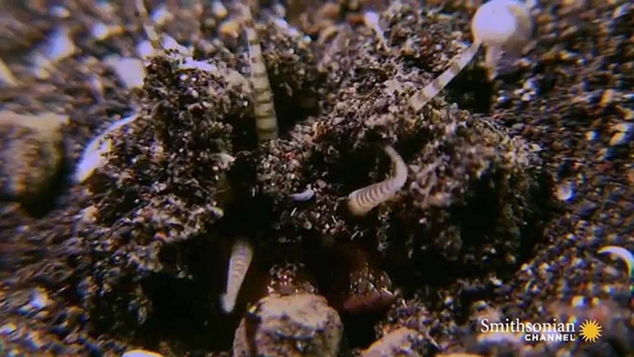 Watch these terrifying worms attack creatures on the ocean floor