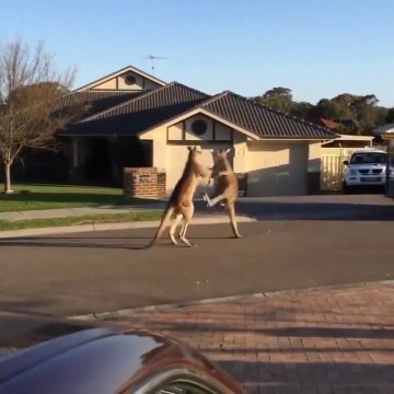 Combats d'animaux drôles