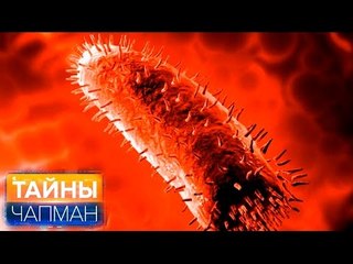 Тайны Чапман. Вирусы! Спасайся кто может!