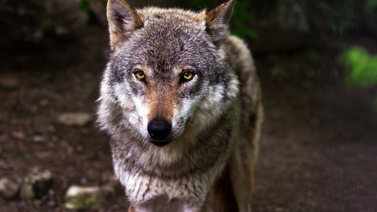 Les loups aux portes de Paris ?