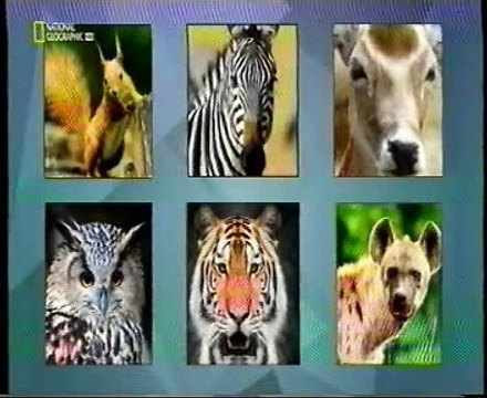 Cerebro y vision binocular: Percepcion de profundidad