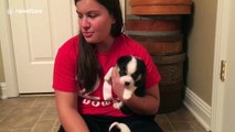 Corgi puppy's howl is a little bit pathetic