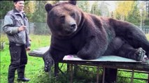 Juuso l'ours peintre, une sacrée patte