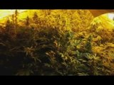 Bovalino (RC) - Scoperta serra di marijuana, arrestato 40enne (17.01.17)