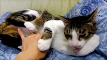 猫ミルキー しっぽでお返事 Cat and Shiba Inu