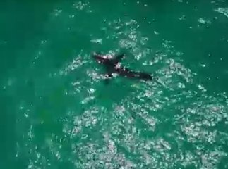 Public Buzz : Quand une kitesurfeuse croise un requin blanc...