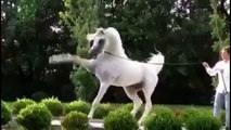 Beautiful White Horse الحصان العربي الأصيل ♡حصان ابيض رووعة