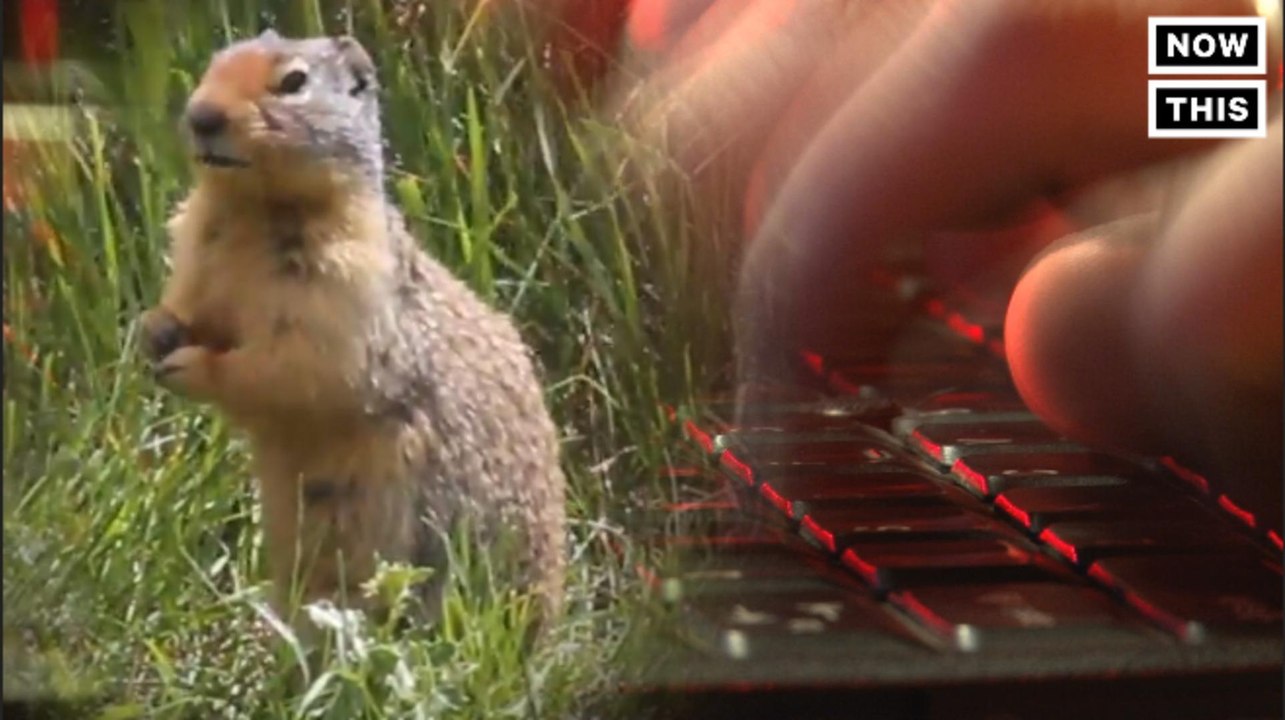 Squirrels Cause Chaos On Digital Infrastructure