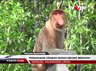Wisata Konservasi Mangrove dan Bekantan di Tarakan