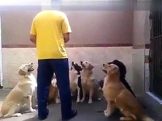 Trained Dogs