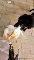 Un chien protège son maître d'une oie agressive !