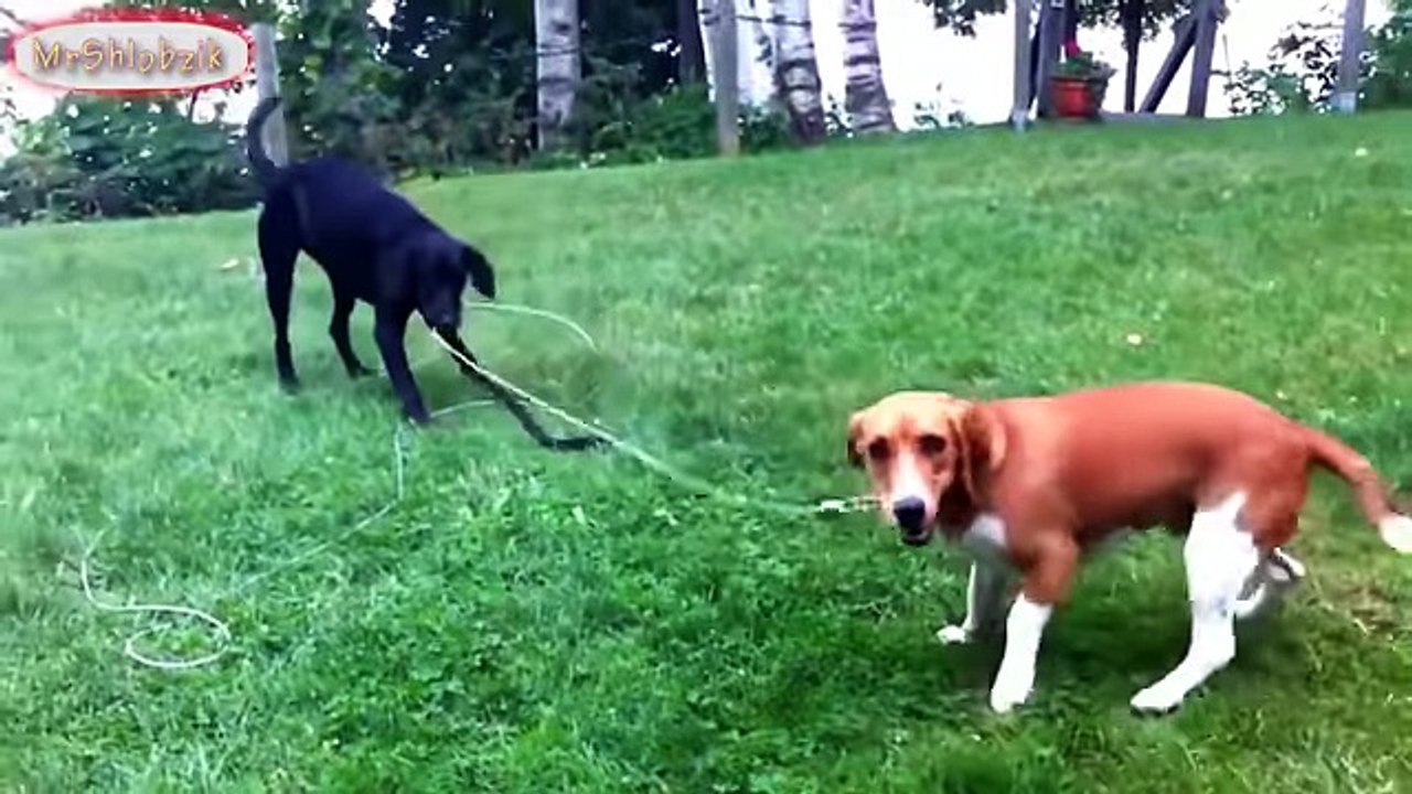FUNNY Dogs Videos Compilation 2017 Special BEGINNING OF YEAR -