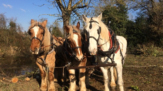 Chantier de débardage avec des chevaux