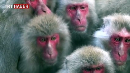 Ziyaretçiler bu görüntülere çok şaşırdı